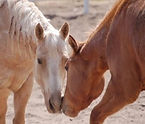 Eclipse Ranch Performance Horses logo